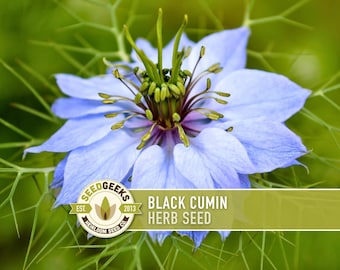 Black Cumin Herb Seeds – Nigella Sativa, Open Pollinated