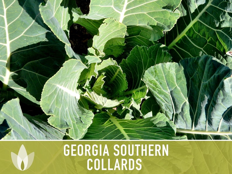 Georgia Southern Collards Heirloom Seeds - Collard Greens, Heat ...