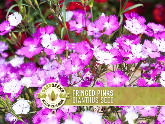 Fringed Pinks Dianthus Seeds – Fragrant Heirloom Flower, Pollinator Garden