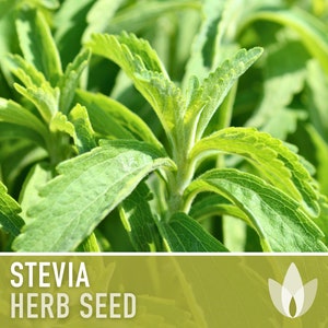Graines de Stevia (feuille de sucre) - Graines d'héritage, édulcorant naturel zéro calorie, substitut de sucre, herbe douce, Stevia Rebaudiana, sans OGM