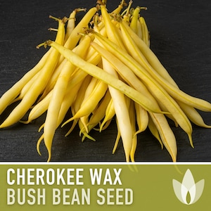 Cherokee Wax Bush Bean Heirloom Seeds