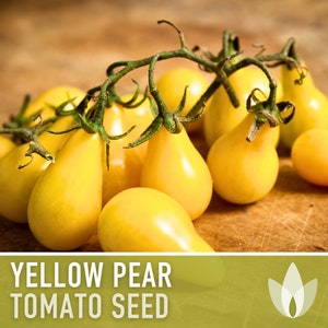 Yellow Pear Cherry Tomato Heirloom Seeds