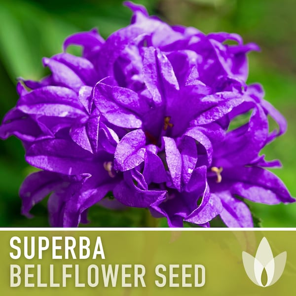 Superba Bellflower Flower Seeds - Heirloom Seeds, Clustered Bellflower, Deep Violet Blooms, Bee Friendly, Campanula Glomerata, Non-GMO