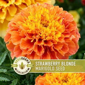Pode incluir: Uma vibrante flor de cravo-de-defunto laranja e amarela em plena flora&ccedil;&atilde;o com p&eacute;talas franzidas. Um r&oacute;tulo retangular sobreposto na parte inferior apresenta o texto SEEDGEEKS EST. 2013 HEIRLOOM SEED CO. e STRAWBERRY BLONDE MARIGOLD SEED em branco.