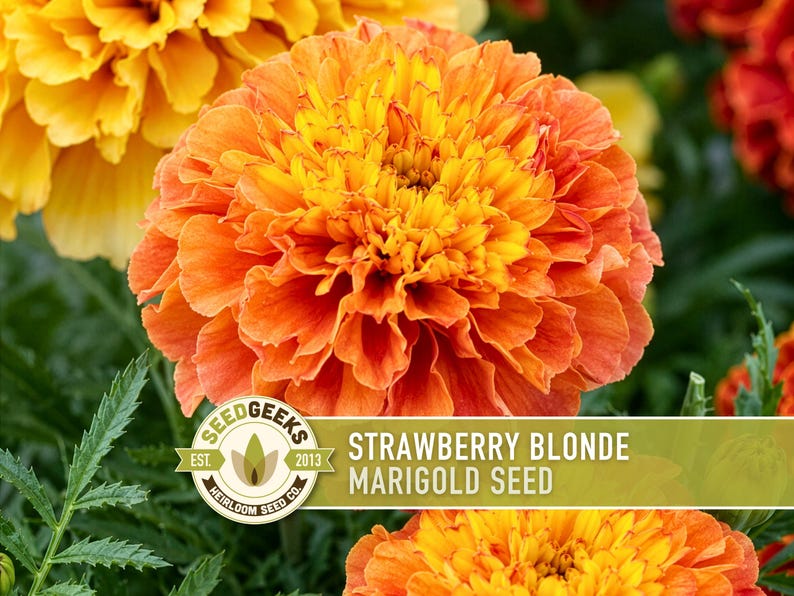 Pode incluir: Uma vibrante flor de cravo-de-defunto laranja e amarela em plena flora&ccedil;&atilde;o com p&eacute;talas franzidas. Um r&oacute;tulo retangular sobreposto na parte inferior apresenta o texto SEEDGEEKS EST. 2013 HEIRLOOM SEED CO. e STRAWBERRY BLONDE MARIGOLD SEED em branco.