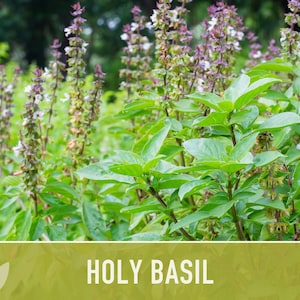Holy Basil, Tulsi Heirloom Herb Seeds - Culinary Herb, Non-GMO, Open Pollinated imagem 9