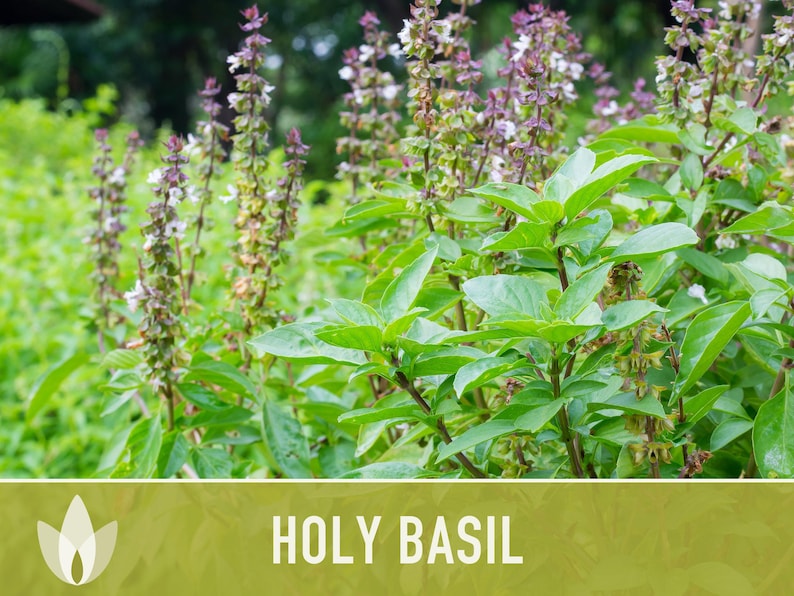 Holy Basil, Tulsi Heirloom Herb Seeds - Culinary Herb, Non-GMO, Open Pollinated imagem 9