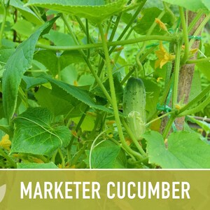 Marketer Cucumber Seeds | 30+ Seeds, Open-Pollinated, Non-GMO, Heirloom, AAS Winner, Slicing, Organic, Cucumis sativus image 10
