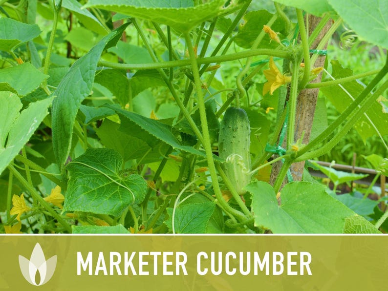 Marketer Cucumber Seeds | 30+ Seeds, Open-Pollinated, Non-GMO, Heirloom, AAS Winner, Slicing, Organic, Cucumis sativus image 10