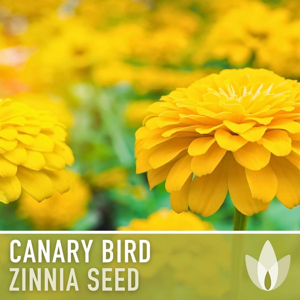 Zinnia, Canary Bird Heirloom Seeds, Flower Seeds