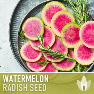 Watermelon Radish Heirloom Seeds