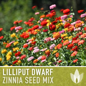 Zinnia (Dwarf), Lilliput Mix Heirloom Seeds - Flower Seeds, Flower Mix, Dwarf Flowers, Mixed Zinnia