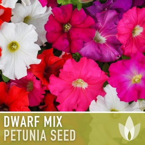 Petunia Flower Seeds, Dwarf Mix - Heirloom Seeds, Flower Seeds, Pollinator Garden, Open Pollinated, Non-GMO