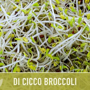 Di Cicco Broccoli Seeds - Heirloom, Organic, Non-GMO image 6