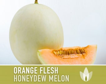 Honeydew Melon, Orange Flesh Seeds - Heirloom Seeds, Creamy White Skin, Sweet Orange Flesh, Cucumis Melo, Open Pollinated, Non-GMO