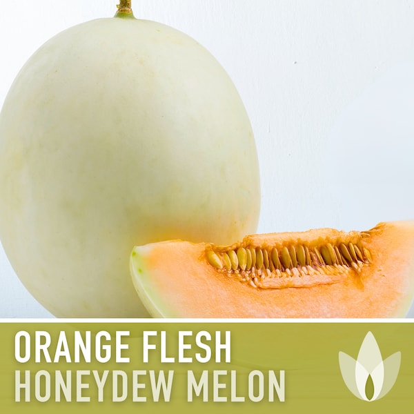 Honeydew Melon, Orange Flesh Seeds - Heirloom Seeds, Creamy White Skin, Sweet Orange Flesh, Cucumis Melo, Open Pollinated, Non-GMO