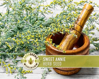 Sweet Annie Herb Seeds – Aromatic Artemisia Annua, Non-GMO