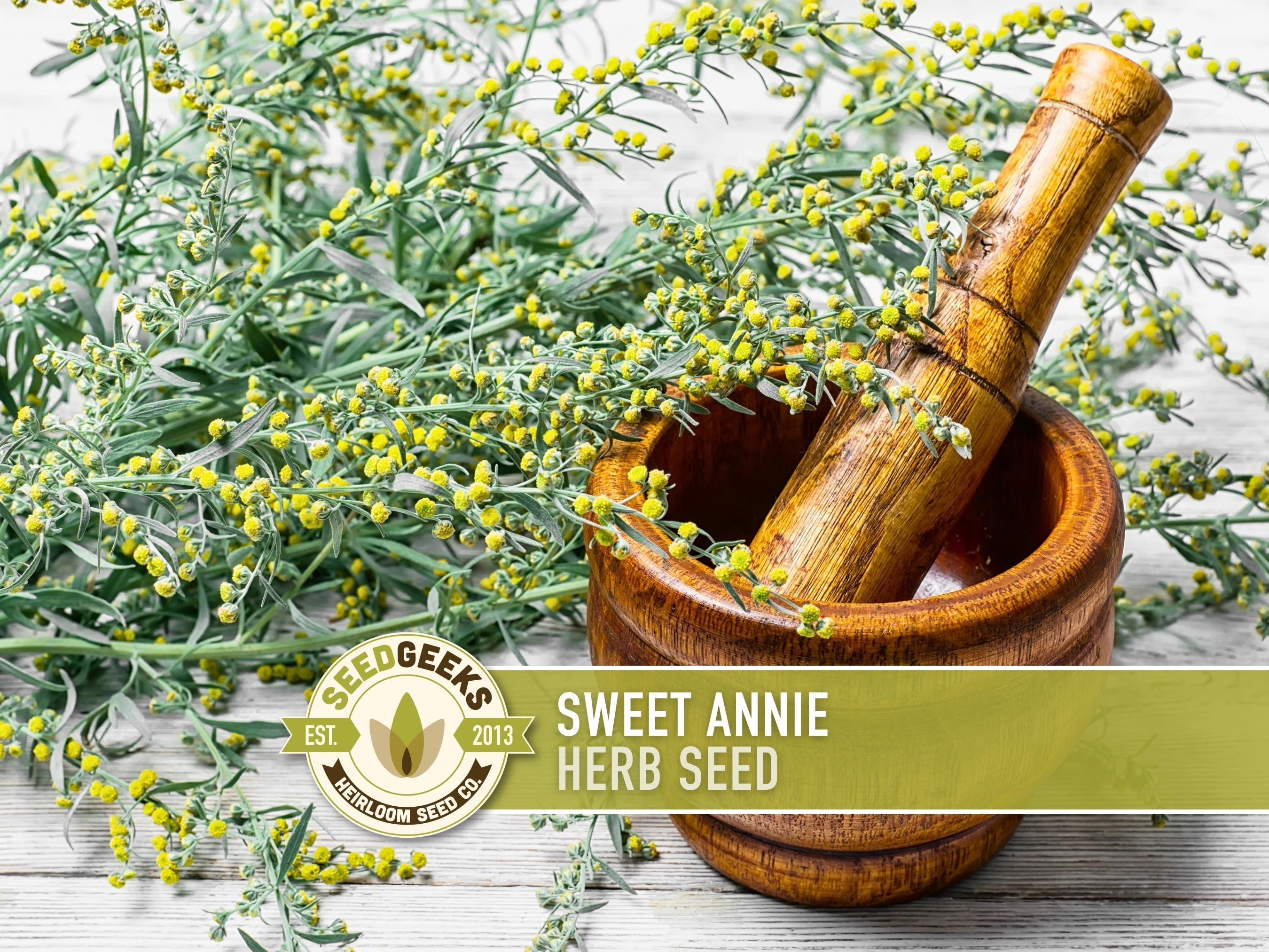 Sweet Annie Herb Seeds  Aromatic Artemisia Annua, Non-gmo - Etsy