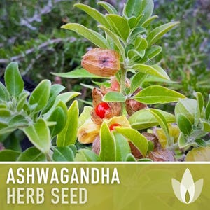 Ashwagandha Herb Seeds | 30+ Seeds, Organic, Heirloom Indian Ginseng, Medicinal, Withania somnifera image 4