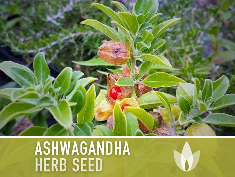 Ashwagandha Herb Seeds | 30+ Seeds, Organic, Heirloom Indian Ginseng, Medicinal, Withania somnifera image 4
