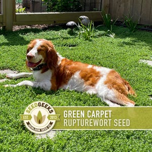 Semillas de Herniaria glabra (alfombra verde) / Más de 100 semillas, cobertura vegetal perenne, césped alternativo, Herniaria glabra