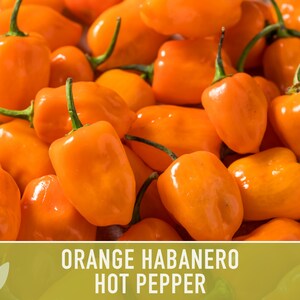 Habanero Orange Pepper Heirloom Seeds image 2