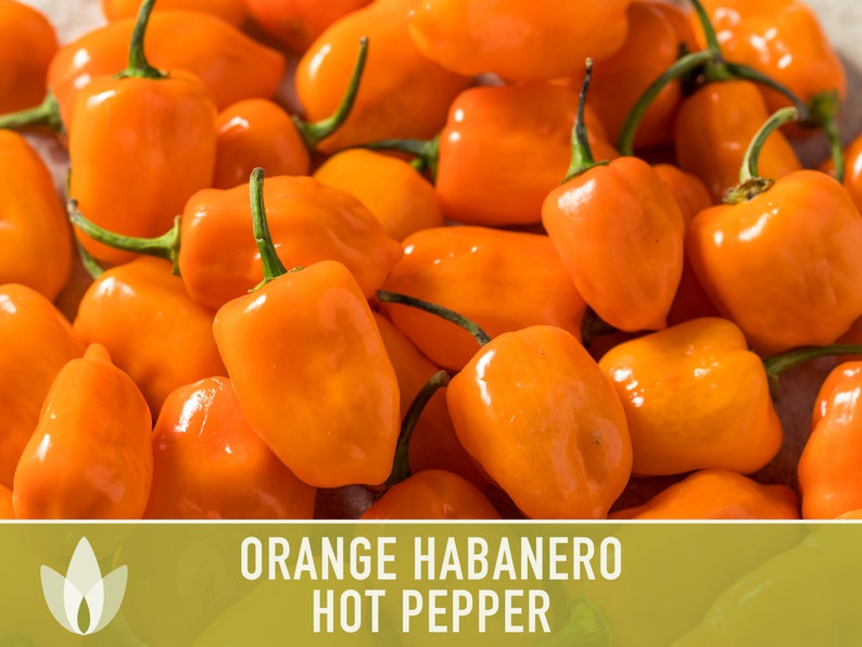 Habanero Orange Pepper Heirloom Seeds image 2