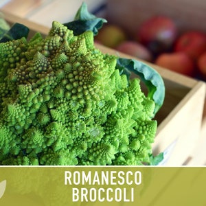 Romanesco Broccoli Heirloom Seeds image 9