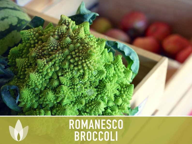 Romanesco Broccoli Heirloom Seeds image 9