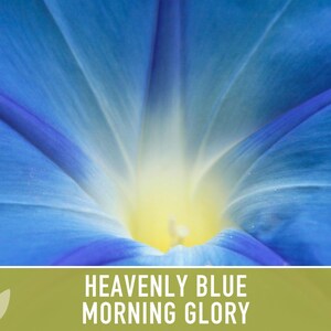 Morning Glory, Heavenly Blue Heirloom Seeds, Flower Seeds, Vine image 8