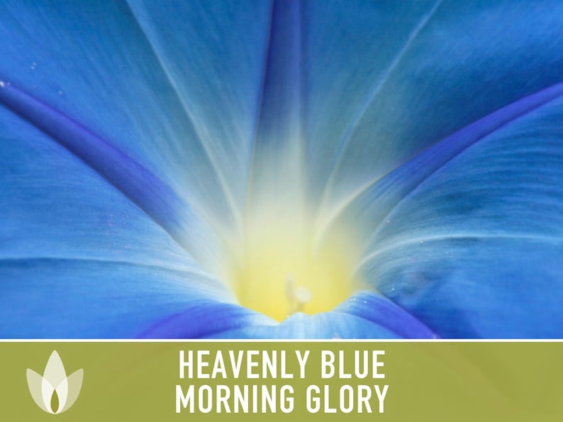 Morning Glory, Heavenly Blue Heirloom Seeds, Flower Seeds, Vine image 8