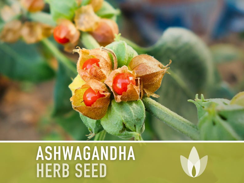 Ashwagandha Herb Seeds | 30+ Seeds, Organic, Heirloom Indian Ginseng, Medicinal, Withania somnifera image 6