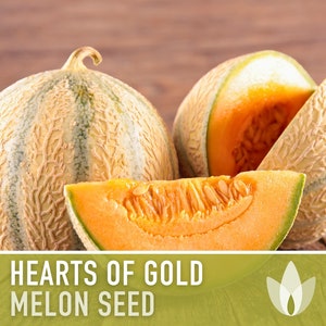 Hearts of Gold Melon Heirloom Seeds