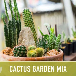 Cactus Garden Seed Mix | 50+ Seeds, Saguaro, Prickly Pear, Hedgehog, Santa Rita, Desert, Cactaceae image 4