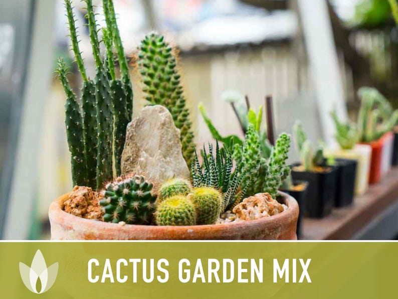 Cactus Garden Seed Mix | 50+ Seeds, Saguaro, Prickly Pear, Hedgehog, Santa Rita, Desert, Cactaceae image 4