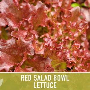 Red Salad Bowl Lettuce Heirloom Seeds image 2