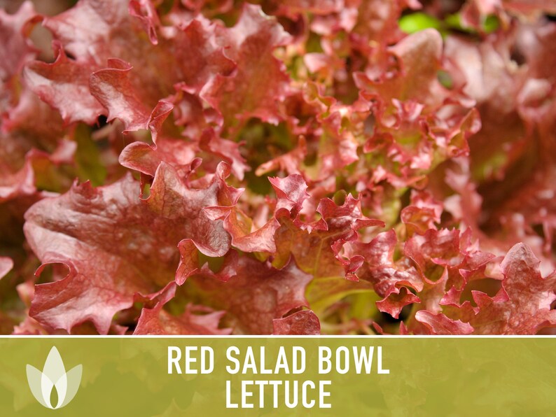 Red Salad Bowl Lettuce Heirloom Seeds image 2