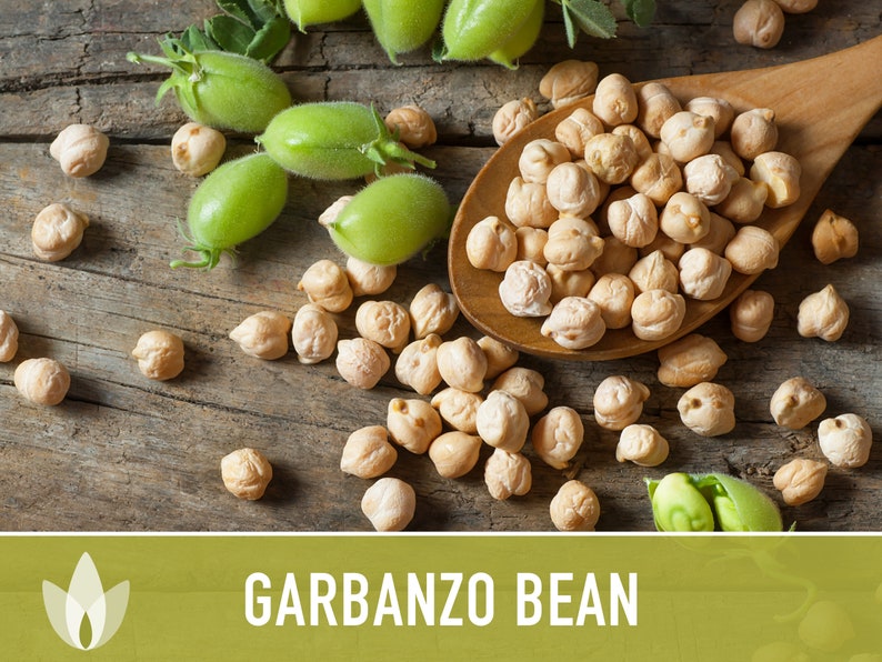 Garbanzo Bean Seeds Heirloom Seeds Chickpea Seeds Bush Etsy