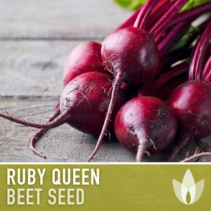 Ruby Queen Beet Seeds - Heirloom Seeds, AAS Winner, Easy to Grow, Earthy Sweet Flavor, Microgreens, Beta Vulgaris, Open Pollinated, Non-GMO