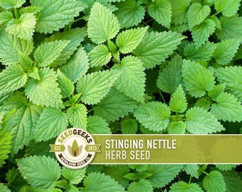 May include: Close-up of vibrant green stinging nettle plants. The leaves have a textured surface with serrated edges. A banner with the text "Stinging Nettle Herb Seed" is visible, along with a logo for Seed Geeks.