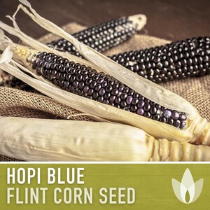 Hopi Blue Corn Heirloom Seeds - Non-GMO, Open Pollinated image 4