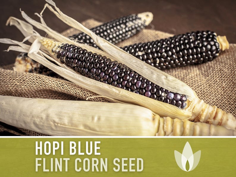 Hopi Blue Corn Heirloom Seeds - Non-GMO, Open Pollinated image 4