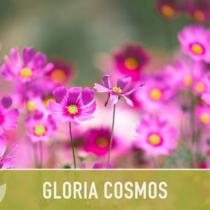 Cosmos, Gloria Heirloom Flower Seeds - Cut Flowers, Butterfly Garden, Pollinator Friendly, Non-GMO image 9
