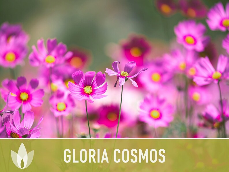Cosmos, Gloria Heirloom Flower Seeds - Cut Flowers, Butterfly Garden, Pollinator Friendly, Non-GMO image 9