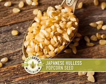 Japanese Hulless Popcorn Seeds - Dwarf Heirloom Corn