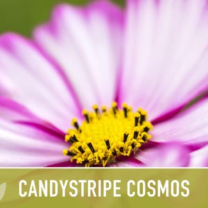 Candystripe Cosmos Flower Seeds - Heirloom, Non-GMO image 4