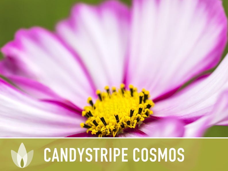 Candystripe Cosmos Flower Seeds - Heirloom, Non-GMO image 4