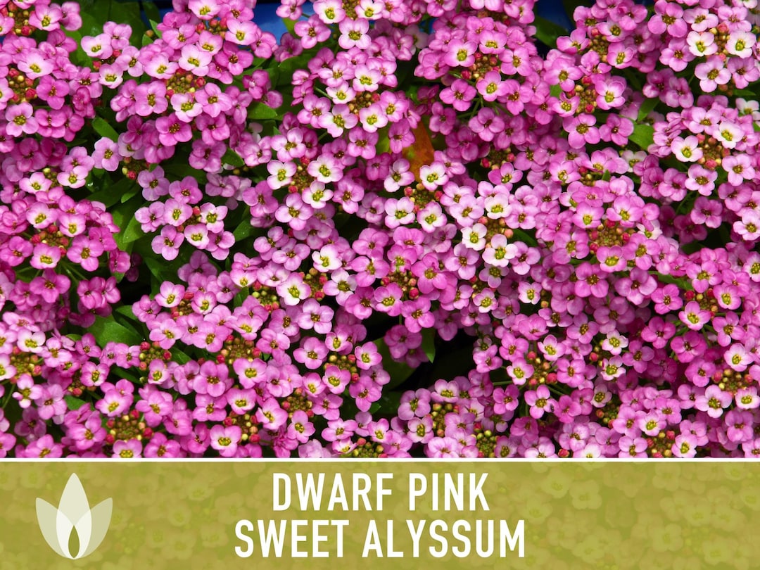 Sweet Alyssum, Dwarf Pink Flower Seeds Heirloom Seeds, Fragrant Pink