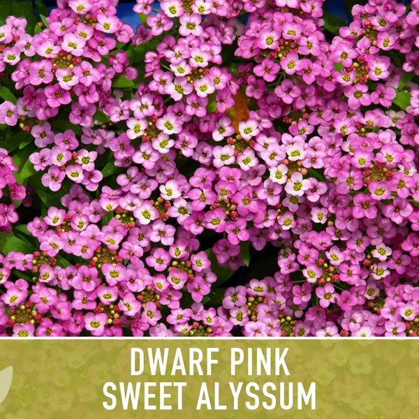 Sweet Alyssum, Dwarf Pink Flower Seeds - Heirloom Seeds, Fragrant Pink Blossoms, Ground Cover, Bee Friendly, Lobularia Maritima, OP, Non-GMO