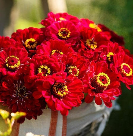 Zinnia, Meteor Heirloom Seeds, Flower Seeds, Red Flower, Butterfly Ga…